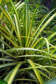 Vacoa nain panaché. PANDANUS vehitchii. Polinesie.  Pandanaceae. 1m